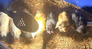 JeanAlbert's chickens